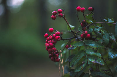 Close-up of pink flowers on branch