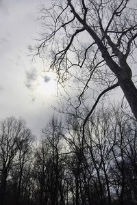 Low angle view of bare trees against sky