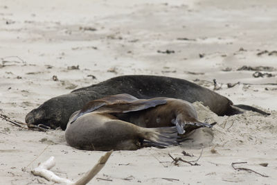 Sea lion and his harem