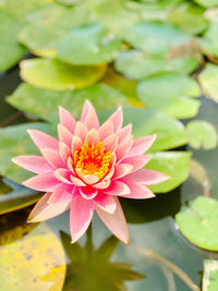 Close-up of lotus water lily in lake