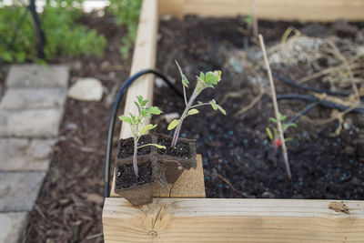 Close-up of potted plant