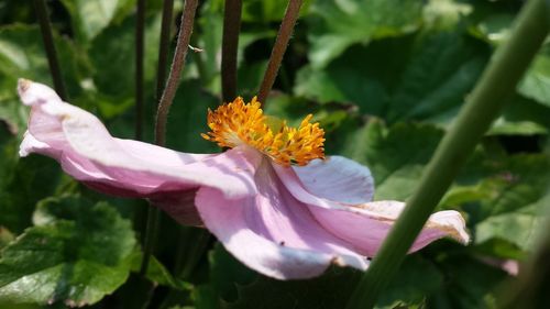 Close-up of flower blooming outdoors