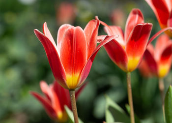 Close-up of red tulip flower