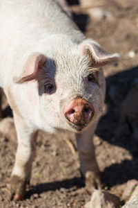 Close up of a piglet