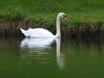 Swan swimming in lake