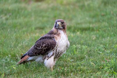 Close-up of a bird perching on a field