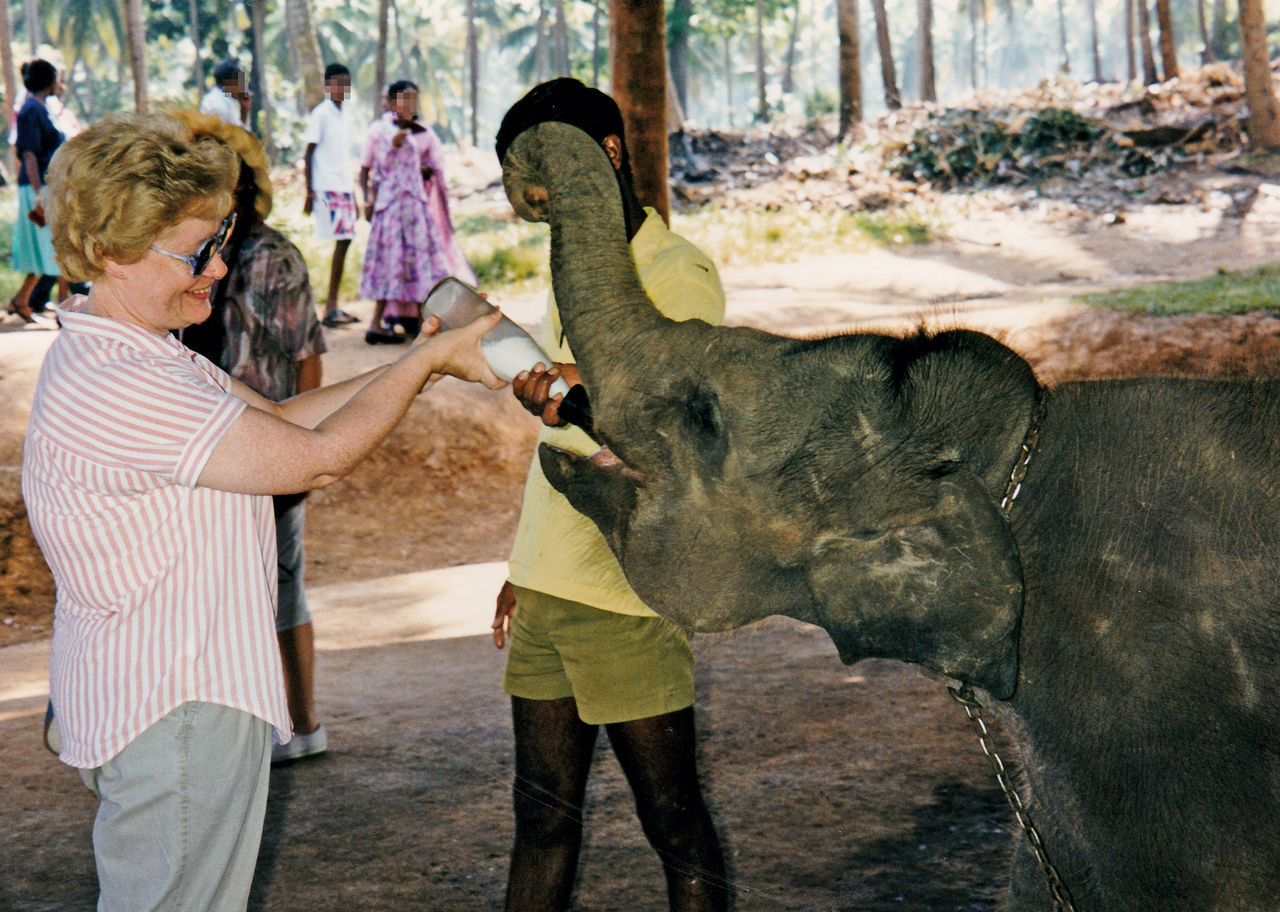 Feeding a baby elephant