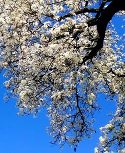 Low angle view of tree against blue sky