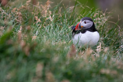 Side view of a bird on field