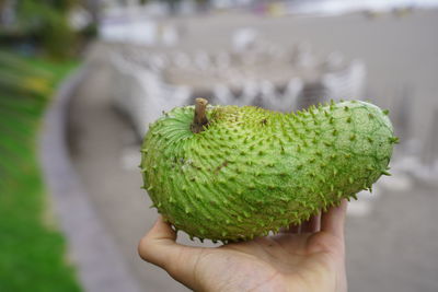 Cropped image of hand holding fruit