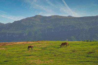 Horses grazing on field