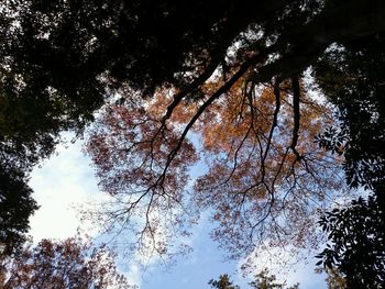 Low angle view of trees against sky