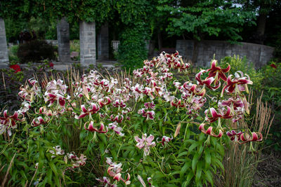 Pink flowering plants in garden