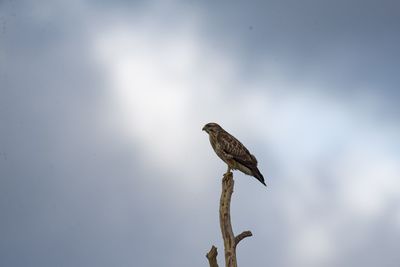Watchful buzzard