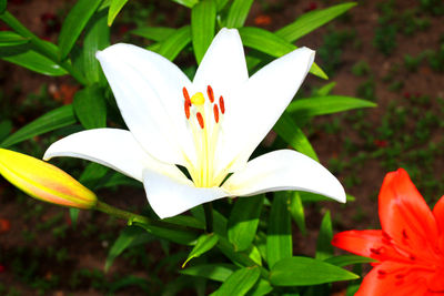 Close-up of white flower blooming outdoors