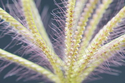 Close-up of flowering plant