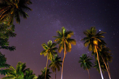 Low angle view of palm trees against sky at night