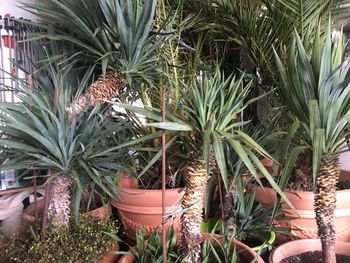 High angle view of potted plants in market