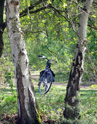 Trees in forest