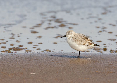 A lone sanderling, calidris alba, next to the tide line on a beach