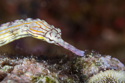 Close-up of a pipefish underwater photography