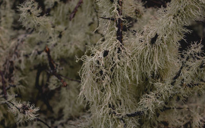 Close-up of snow on land