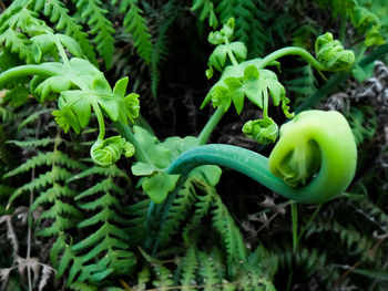 Close-up of vegetables on field