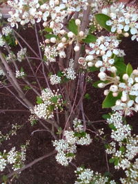 Close-up of white flowers