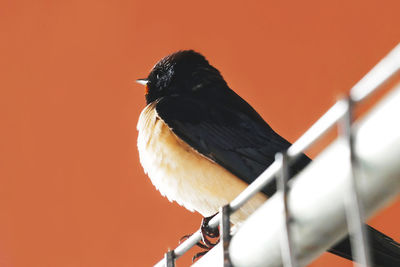 Close-up of bird perching against clear sky