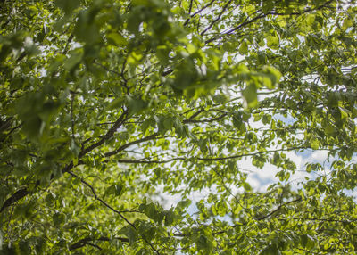 Low angle view of leaves against sky