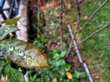 Close-up of leaf on plant