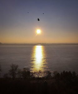 Silhouette of bird flying over sea
