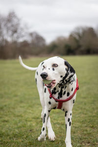 Dog carrying ball in mouth on field