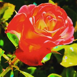 Close-up of red rose