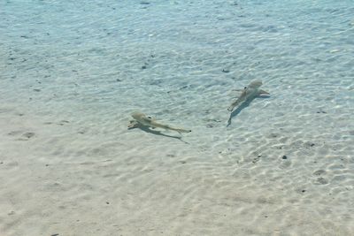 High angle view of crab on beach