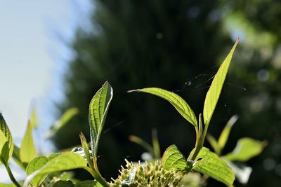 Close-up of fresh green plant