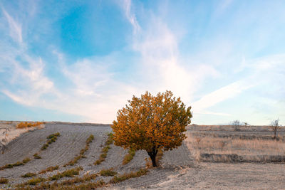 Scenic view of agricultural field against sky