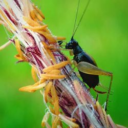 Close-up of insect on flower