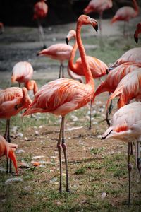 Flock of birds on field