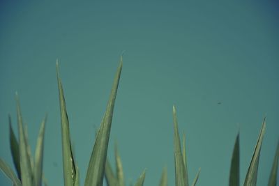 Close-up of grass against blue sky