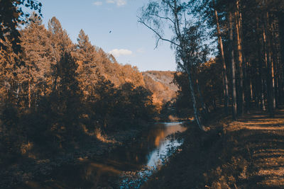 Scenic view of lake amidst trees during autumn