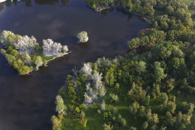 Aerial view of kopacki rit in spring, croatia