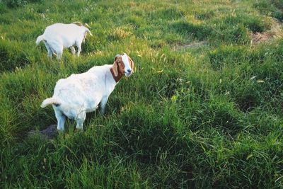 Goats on grassy field