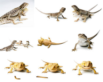 High angle view of birds over white background