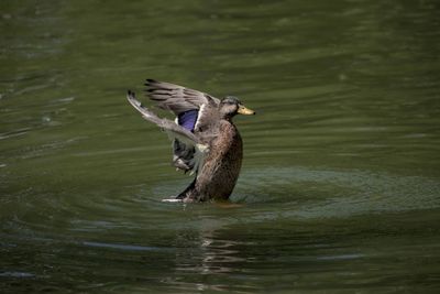 Close-up of duck swimming in lake