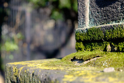 Close-up of moss covered seat
