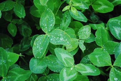 Close-up of raindrops on leaves