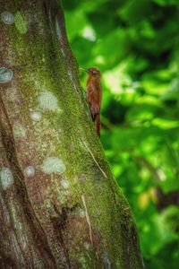 Close-up of bird perching on tree