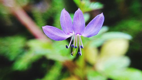 Close-up of purple flower growing outdoors