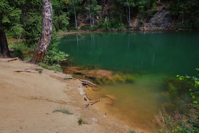 Scenic view of lake in forest